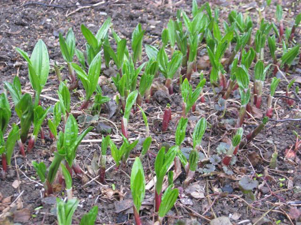 ���s���̃A�C�k�l�M