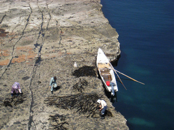 �ٌc���̃��J����