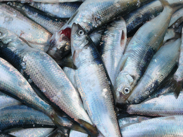 �ׂ��l��܂����I�I 600�~450