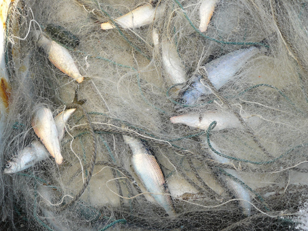 �ׂ��l��܂����I�I 600�~450